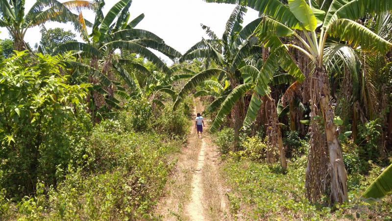 Land and Farm for sale in Tanauan - image 7