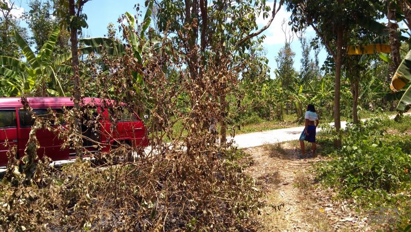Land and Farm for sale in Tanauan - image 8
