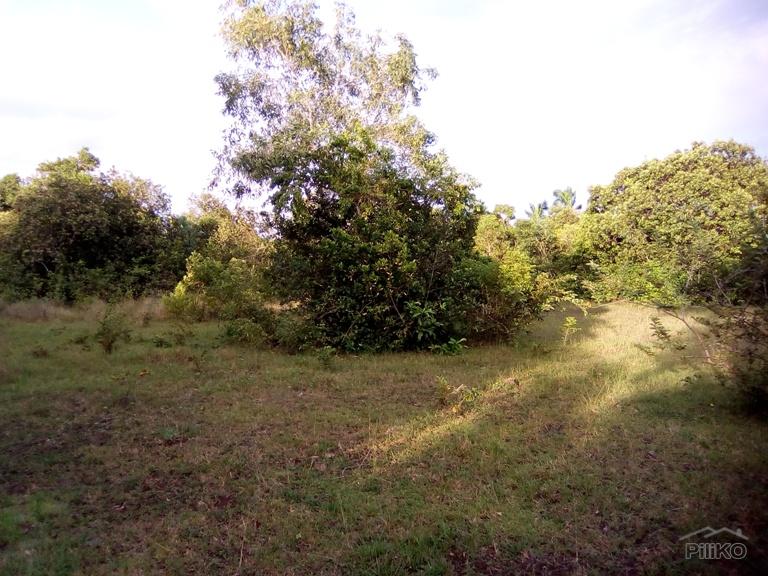 Agricultural Lot for sale in Panglao - image 3