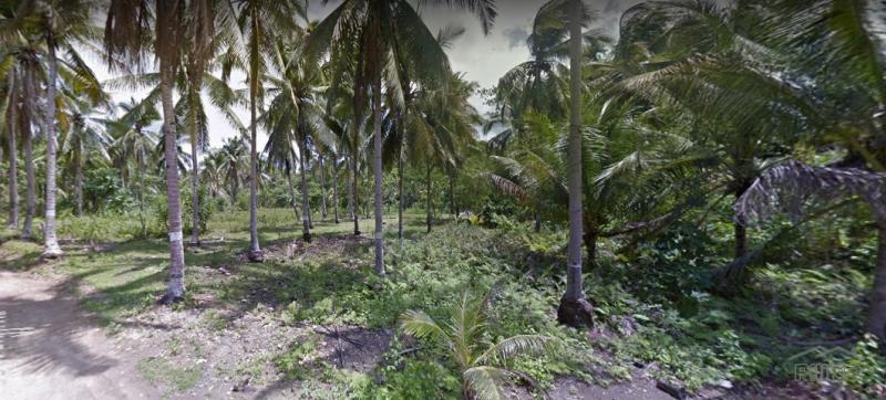Land and Farm for sale in Balilihan in Bohol