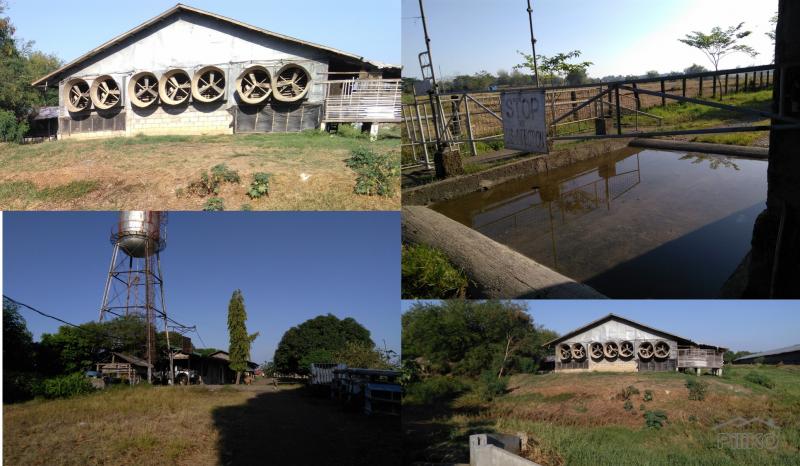 Picture of Land and Farm for sale in Gapan