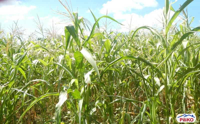 Pictures of Agricultural Lot for sale in Pasig