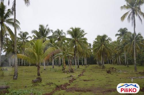 Pictures of Residential Lot for sale in Island Garden City of Samal