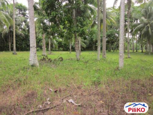 Residential Lot for sale in Island Garden City of Samal - image 2