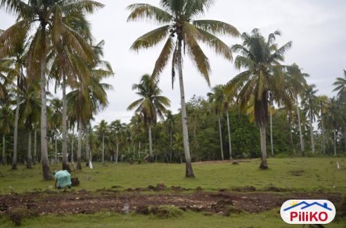 Residential Lot for sale in Island Garden City of Samal - image 2