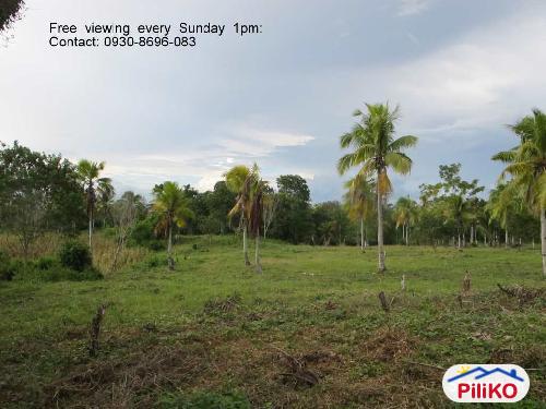 Residential Lot for sale in Island Garden City of Samal - image 6