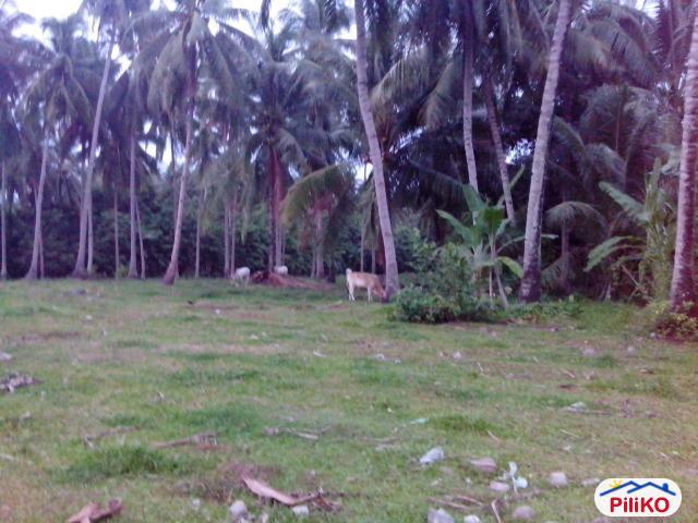 Residential Lot for sale in Other Cities - image 2