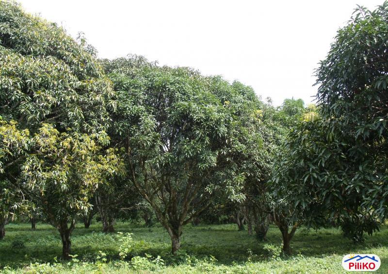 Agricultural Lot for sale in Davao City - image 5