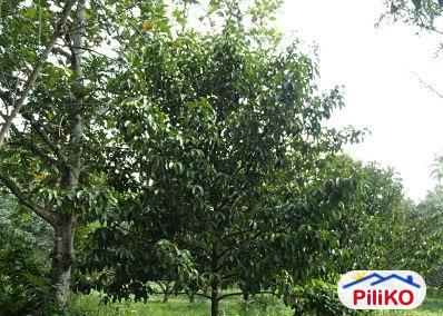Agricultural Lot for sale in Davao City - image 6
