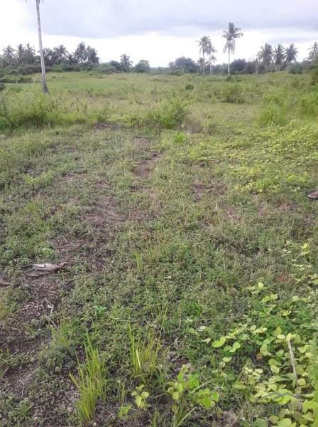 House and Lot for sale in Inabanga - image 5