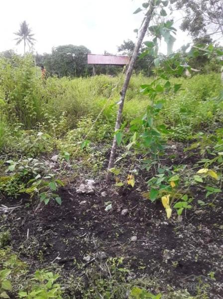House and Lot for sale in Inabanga in Bohol - image