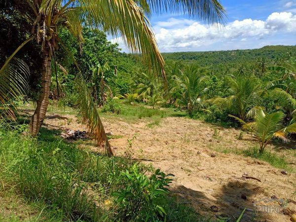 Picture of Agricultural Lot for sale in Borbon