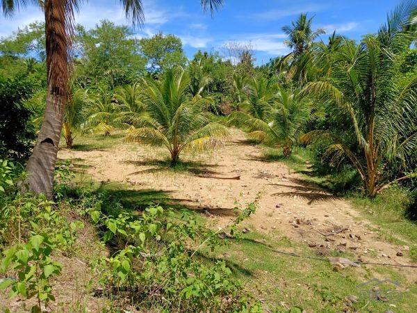 Agricultural Lot for sale in Borbon