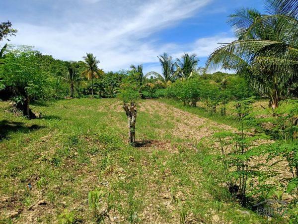 Agricultural Lot for sale in Borbon - image 3