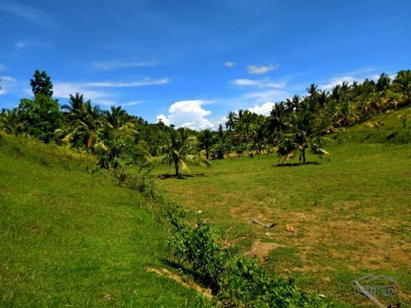 Picture of Agricultural Lot for sale in Borbon in Cebu