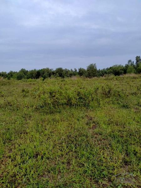 Agricultural Lot for sale in San Miguel - image 10