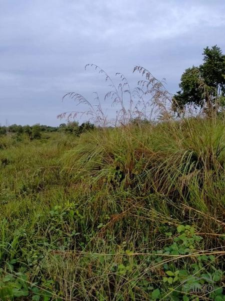 Agricultural Lot for sale in San Miguel - image 11