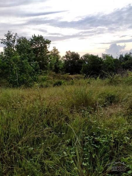 Agricultural Lot for sale in San Miguel - image 12
