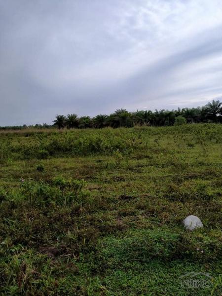 Picture of Agricultural Lot for sale in San Miguel