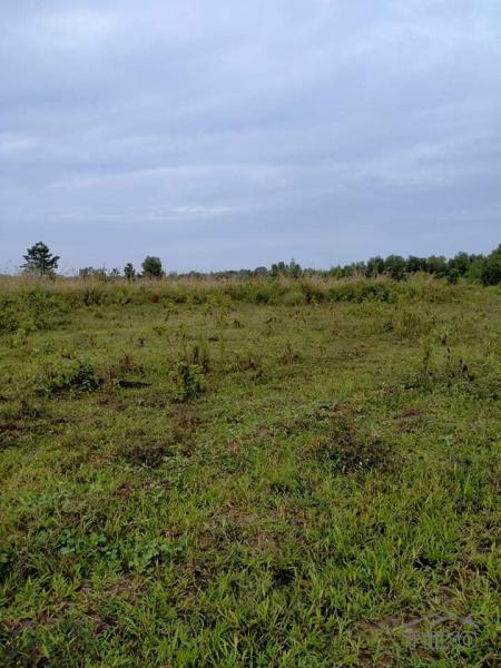 Agricultural Lot for sale in San Miguel