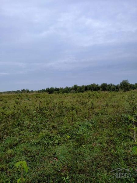 Agricultural Lot for sale in San Miguel - image 3