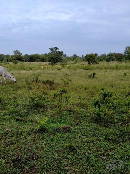 Agricultural Lot for sale in San Miguel - image 4