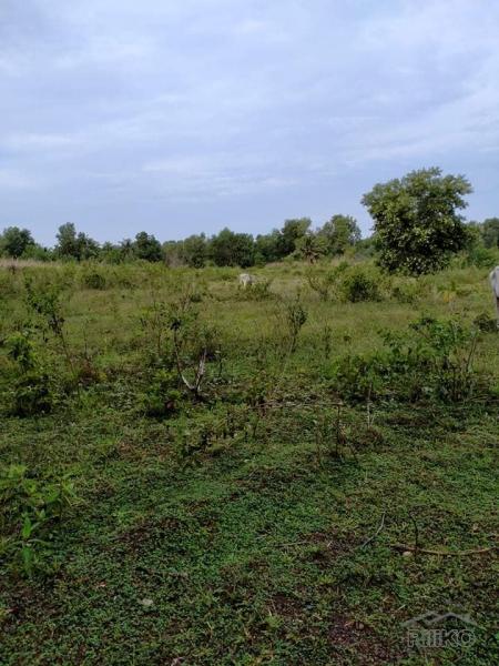 Agricultural Lot for sale in San Miguel - image 5
