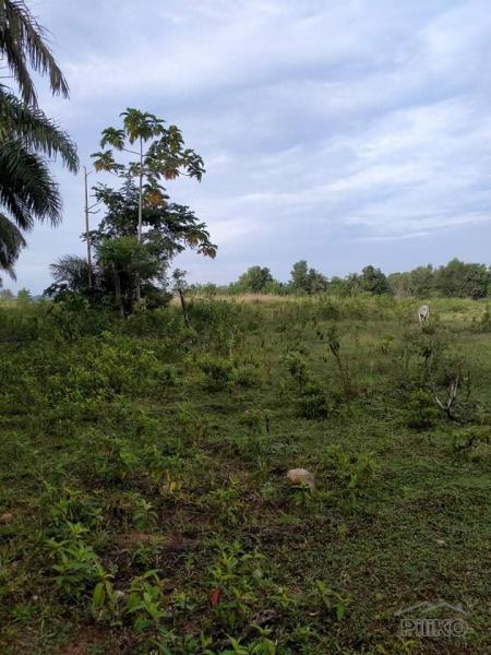Agricultural Lot for sale in San Miguel in Philippines - image