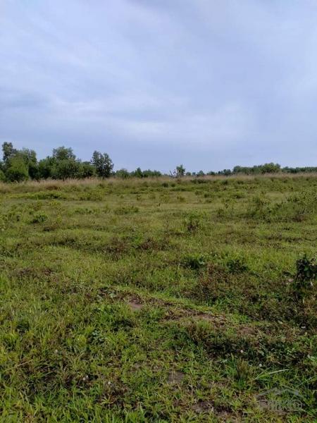 Agricultural Lot for sale in San Miguel - image 9