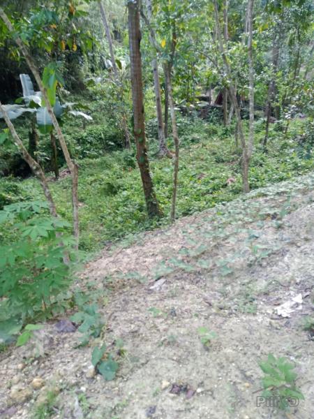 Agricultural Lot for sale in Mandaue - image 3