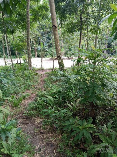 Agricultural Lot for sale in Mandaue - image 2