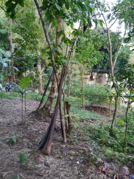 Agricultural Lot for sale in Mandaue - image 3