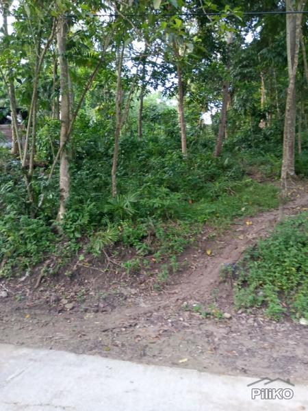 Agricultural Lot for sale in Mandaue - image 5