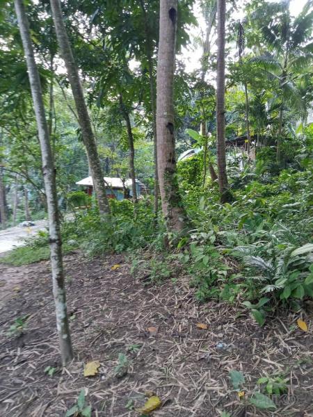 Agricultural Lot for sale in Mandaue - image 6