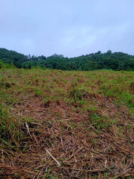 Land and Farm for sale in Tabogon - image 2