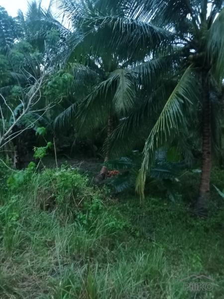 Land and Farm for sale in Tabogon - image 3