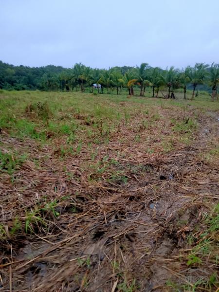 Land and Farm for sale in Tabogon - image 4