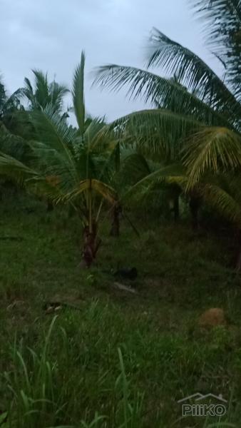 Land and Farm for sale in Tabogon - image 5