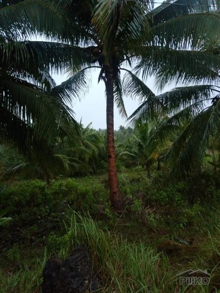 Picture of Land and Farm for sale in Tabogon in Philippines