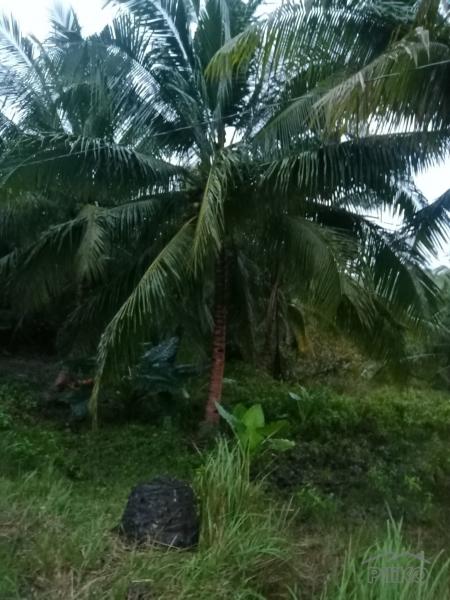 Land and Farm for sale in Tabogon - image 7