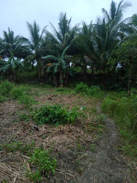 Land and Farm for sale in Tabogon in Philippines - image