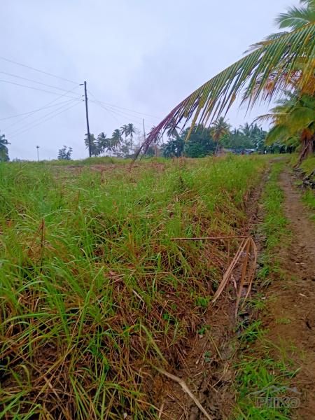 Land and Farm for sale in Tabogon - image 9