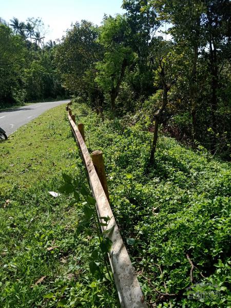 Agricultural Lot for sale in Dumanjug - image 2