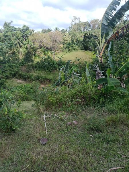 Agricultural Lot for sale in Dumanjug - image 3
