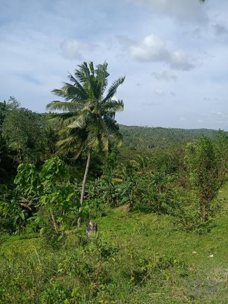 Agricultural Lot for sale in Dumanjug - image 5