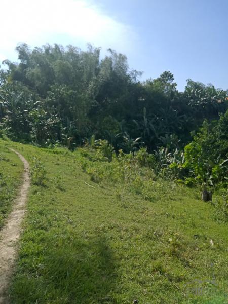 Agricultural Lot for sale in Dumanjug - image 6