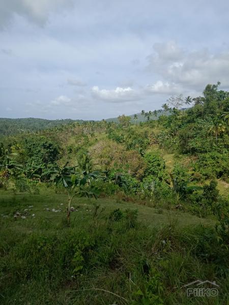 Agricultural Lot for sale in Dumanjug - image 7
