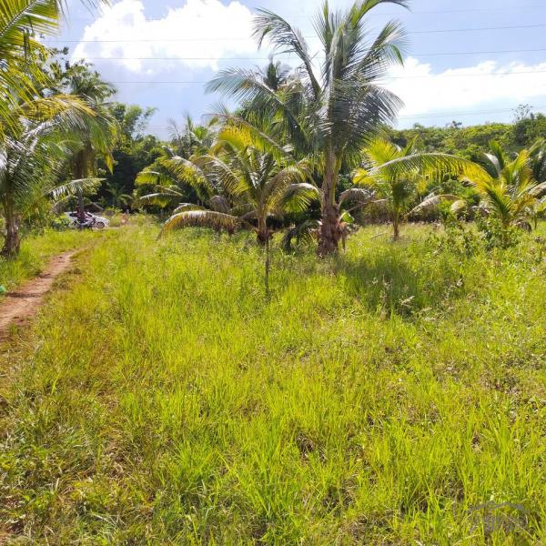Agricultural Lot for sale in Daanbantayan - image 3