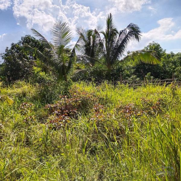 Agricultural Lot for sale in Daanbantayan in Philippines