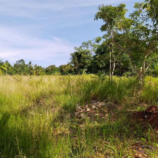 Agricultural Lot for sale in Daanbantayan - image 5